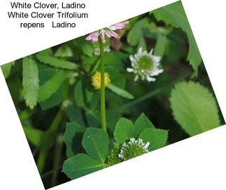 White Clover, Ladino White Clover Trifolium repens   Ladino