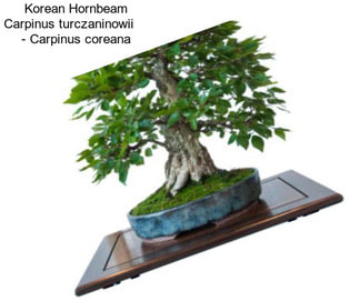 Korean Hornbeam Carpinus turczaninowii     - Carpinus coreana