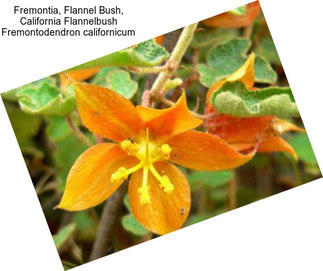 Fremontia, Flannel Bush, California Flannelbush Fremontodendron californicum