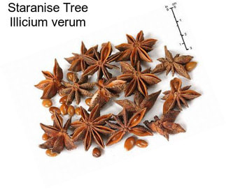 Staranise Tree Illicium verum