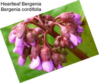 Heartleaf Bergenia Bergenia cordifolia