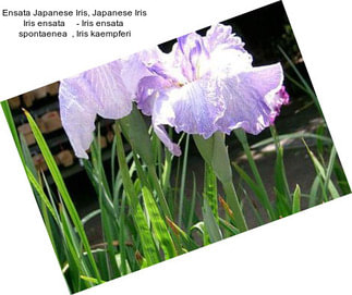 Ensata Japanese Iris, Japanese Iris Iris ensata     - Iris ensata  spontaenea  , Iris kaempferi