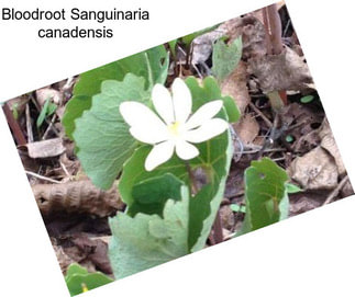 Bloodroot Sanguinaria canadensis