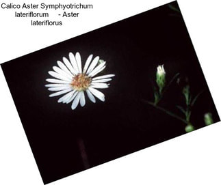 Calico Aster Symphyotrichum lateriflorum     - Aster lateriflorus