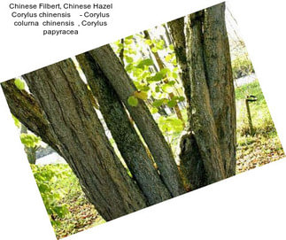 Chinese Filbert, Chinese Hazel Corylus chinensis     - Corylus colurna  chinensis  , Corylus papyracea