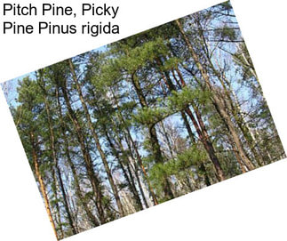 Pitch Pine, Picky Pine Pinus rigida