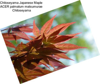 Chitoseyama Japanese Maple ACER palmatum matsumurae  Chitoseyama