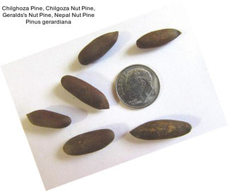 Chilghoza Pine, Chilgoza Nut Pine, Geralds\'s Nut Pine, Nepal Nut Pine Pinus gerardiana