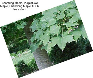 Shantung Maple, Purpleblow Maple, Shandong Maple ACER truncatum