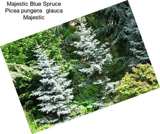 Majestic Blue Spruce Picea pungens  glauca Majestic