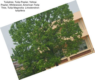 Tuliptree, Tulip Poplar, Yellow Poplar, Whitewood, American Tulip Tree, Tulip Magnolia  Liriodendron tulipifera