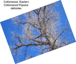Cottonwood, Eastern Cottonwood Populus deltoides