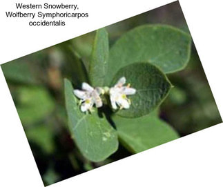 Western Snowberry, Wolfberry Symphoricarpos occidentalis