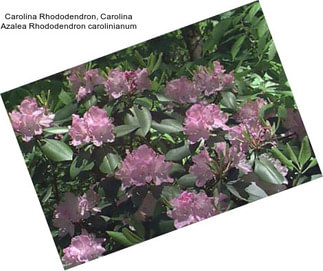 Carolina Rhododendron, Carolina Azalea Rhododendron carolinianum