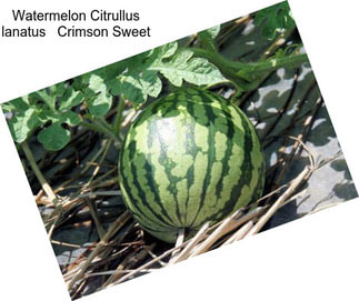 Watermelon Citrullus lanatus   Crimson Sweet