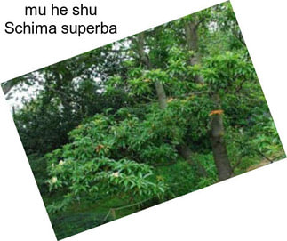 Mu he shu Schima superba