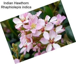 Indian Hawthorn Rhaphiolepis indica