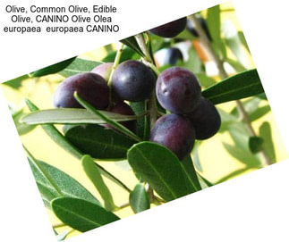 Olive, Common Olive, Edible Olive, CANINO Olive Olea europaea  europaea CANINO