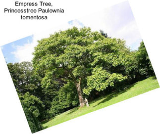 Empress Tree, Princesstree Paulownia tomentosa