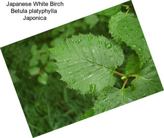 Japanese White Birch Betula platyphylla  Japonica