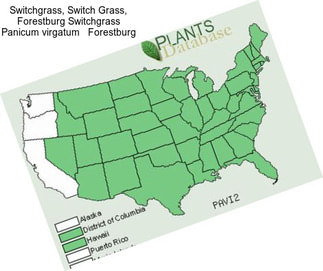 Switchgrass, Switch Grass, Forestburg Switchgrass Panicum virgatum   Forestburg