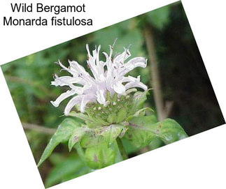 Wild Bergamot Monarda fistulosa