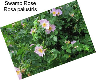 Swamp Rose Rosa palustris