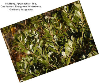Ink Berry, Appalachian Tea, Dye-leaves, Evergreen Winterberry, Gallberry Ilex glabra