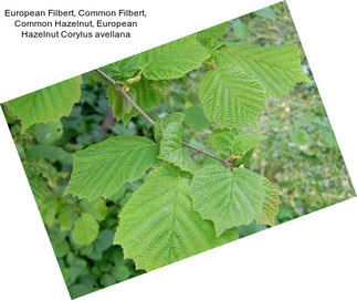 European Filbert, Common Filbert, Common Hazelnut, European Hazelnut Corylus avellana