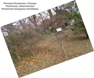 Princess Persimmon, Chinese Persimmon, Diamond-leaf Persimmon Diospyros rhombifolia