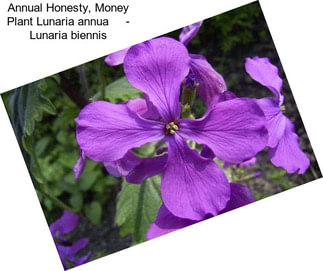 Annual Honesty, Money Plant Lunaria annua     - Lunaria biennis