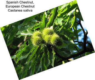 Spanish Chestnut, European Chestnut Castanea sativa