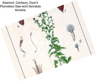 Sawwort, Centaury, Dyer\'s Plumeless Saw-wort Serratula tinctoria