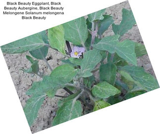 Black Beauty Eggplant, Black Beauty Aubergine, Black Beauty Melongene Solanum melongena  Black Beauty