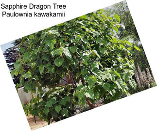 Sapphire Dragon Tree Paulownia kawakamii