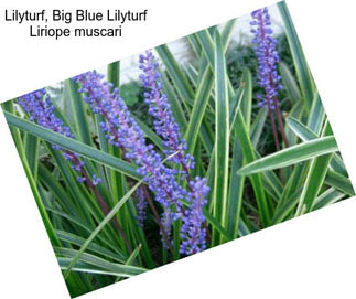 Lilyturf, Big Blue Lilyturf Liriope muscari