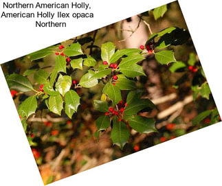 Northern American Holly, American Holly Ilex opaca    Northern