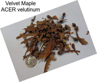 Velvet Maple ACER velutinum