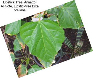 Lipstick Tree, Annatto, Achiote, Lipsticktree Bixa orellana