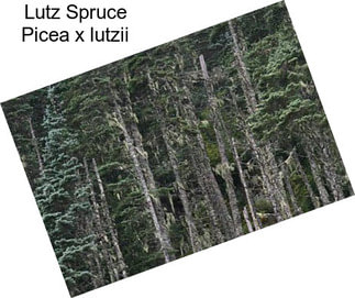 Lutz Spruce Picea x lutzii