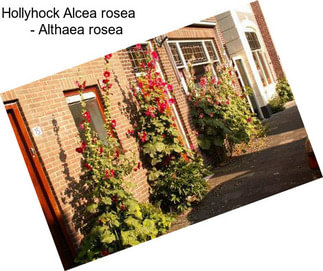 Hollyhock Alcea rosea     - Althaea rosea