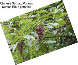 Chinese Sumac, Potanin Sumac Rhus potaninii