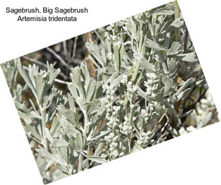 Sagebrush, Big Sagebrush Artemisia tridentata