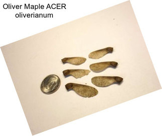 Oliver Maple ACER oliverianum