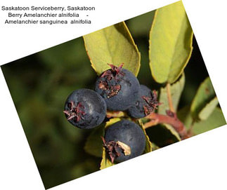 Saskatoon Serviceberry, Saskatoon Berry Amelanchier alnifolia     - Amelanchier sanguinea  alnifolia