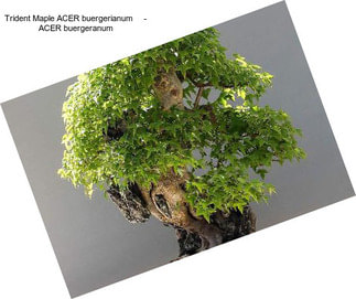Trident Maple ACER buergerianum     - ACER buergeranum