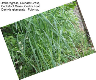 Orchardgrass, Orchard Grass, Cocksfoot Grass, Cock\'s Foot Dactylis glomerata   Potomac