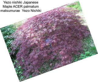 Yezo nishiki Japanese Maple ACER palmatum matsumurae  Yezo Nishiki