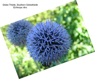 Globe Thistle, Southern Globethistle Echinops ritro