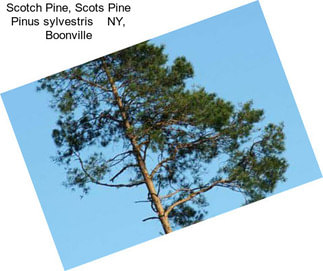 Scotch Pine, Scots Pine Pinus sylvestris    NY, Boonville